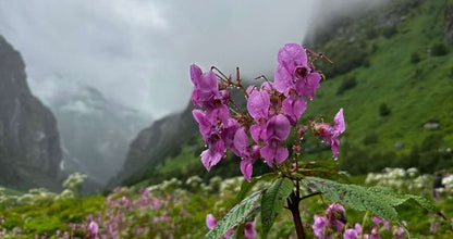 Valley of Flowers Trek with Hemkund Sahib (5N/6D Budget Plan)