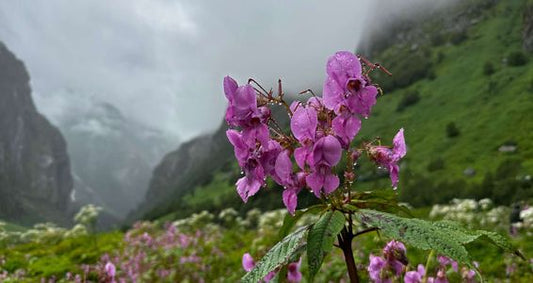 Valley of Flowers Trek with Hemkund Sahib (5N/6D Budget Plan)