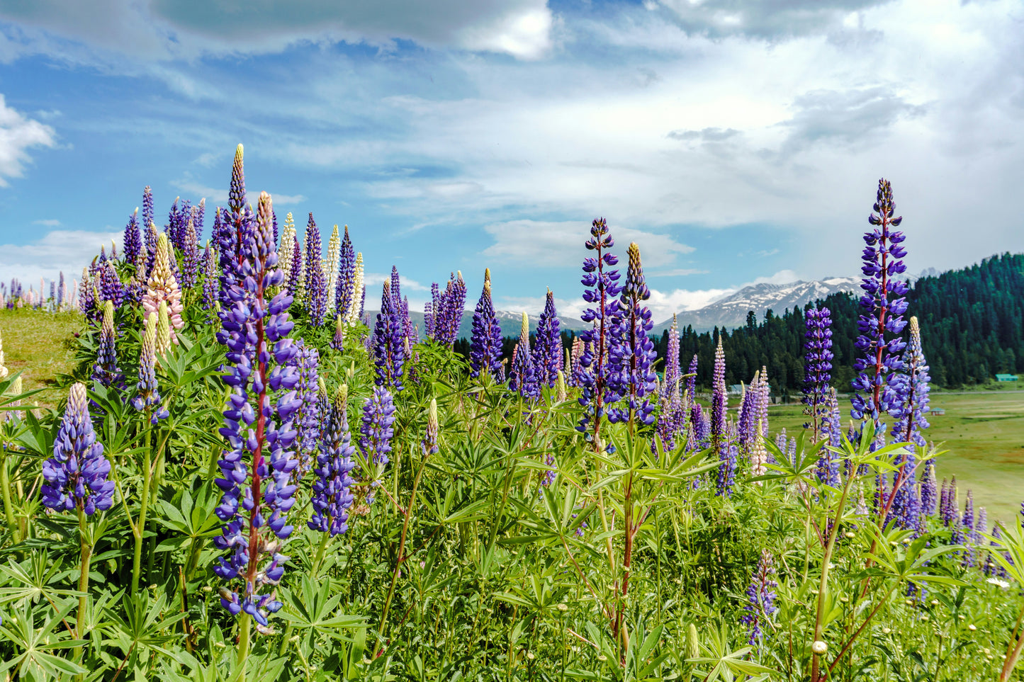 Complete Kashmir Tour Package (5N/6D)