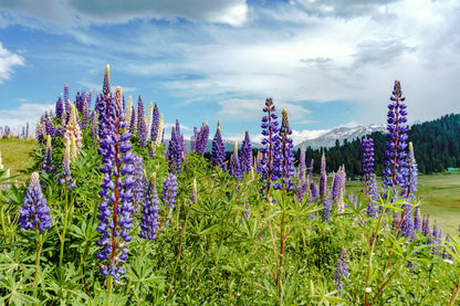 Complete Kashmir Tour Package (5N/6D)