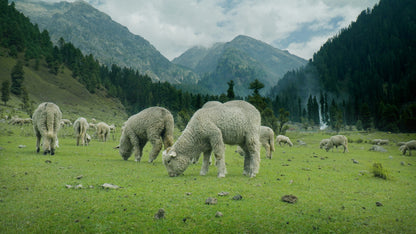 Complete Kashmir Tour Package (5N/6D)