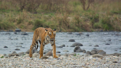 Nainital + Jim Corbett Trip (3N/4D)