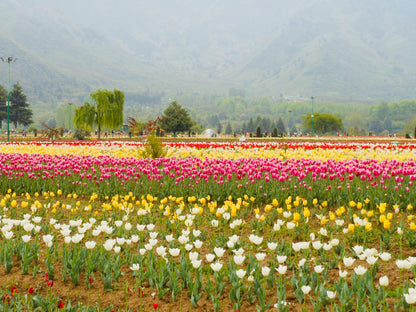 Complete Kashmir Tour Package (5N/6D)