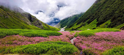 Valley of Flowers Trek with Hemkund Sahib (5N/6D Budget Plan)